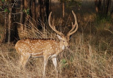 Chital / Spotted Deer